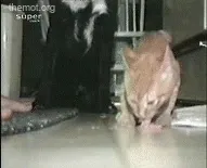 funnygifs 24
