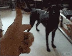 funnygifs 25