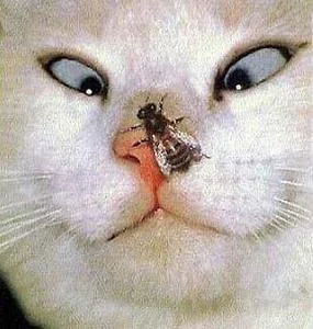 funnypictures 43
